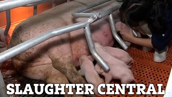 discover the story behind the capture of the notorious pig butchering emperor in china, uncovering the details of his criminal activities and the investigation that led to his arrest.