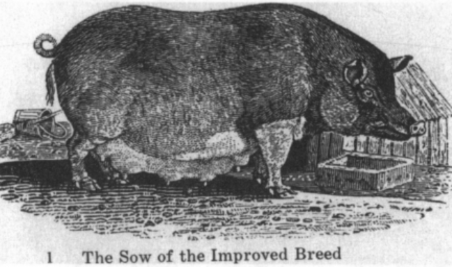 the pig butchering emperor involved in massive financial scams has been captured in china, marking a significant victory against fraudulent schemes.